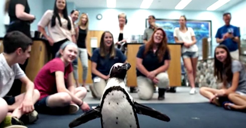 How middle schoolers and a 3D printer built this penguin a walking shoe.