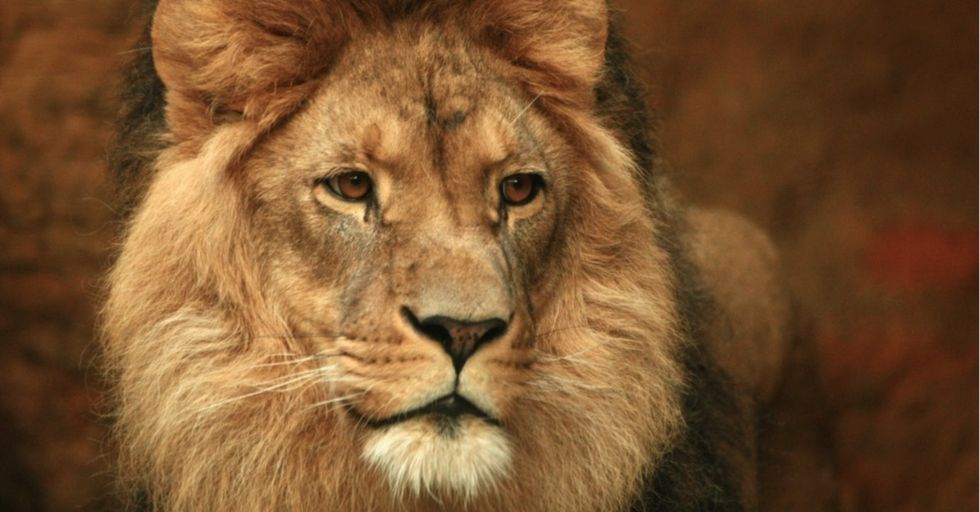 What most people have missed about the poaching of Cecil the lion: There's someone else to blame.