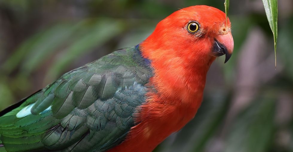 People can't stop watching this video of a parrot who told Alexa to stop playing Frank Sinatra music.