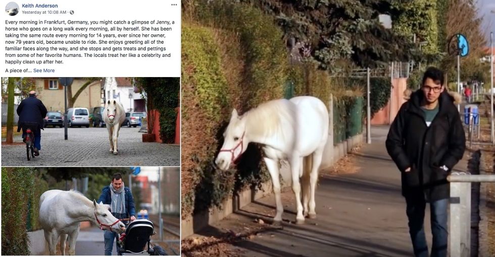 Meet Jenny, a horse that has been enjoying daily walks through town for 14 years—all by herself.