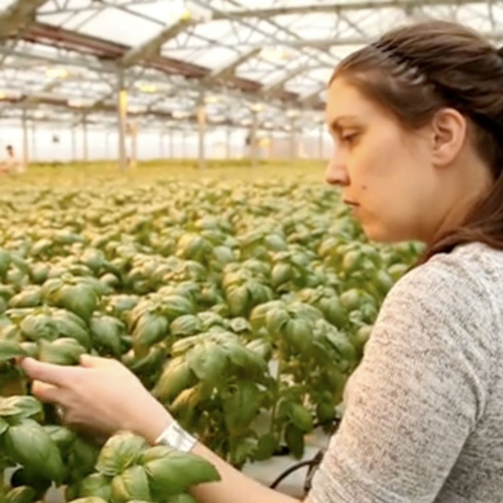 Pinch Me! I Must Be Dreaming: Whole Foods Is Putting A Farm Inside Its Store?