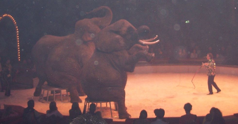 A Good Reason Not To Go To The Circus With Your Kids