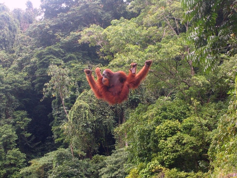 2 Girl Scouts spent years telling the world about palm oil. Here's what they want you to know.