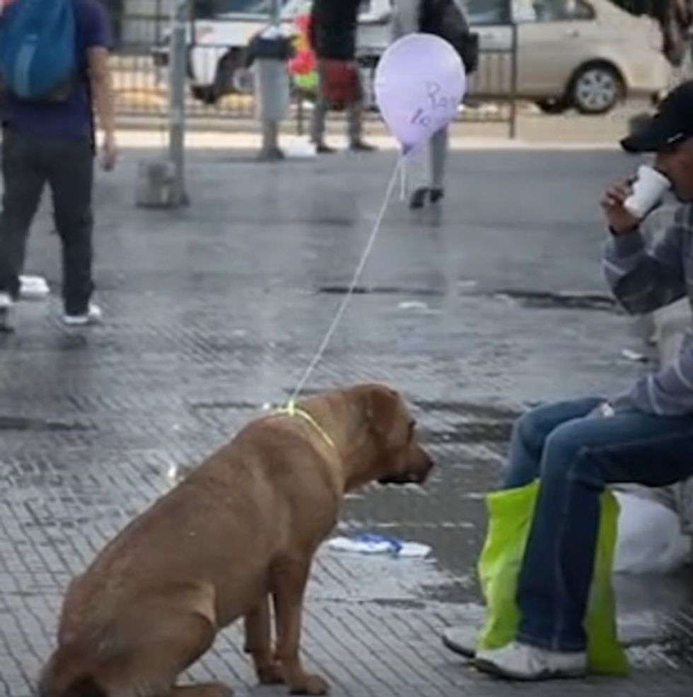 What These Kids Did To Those Dogs ... Eh, Just Watch. You'll Love It ...