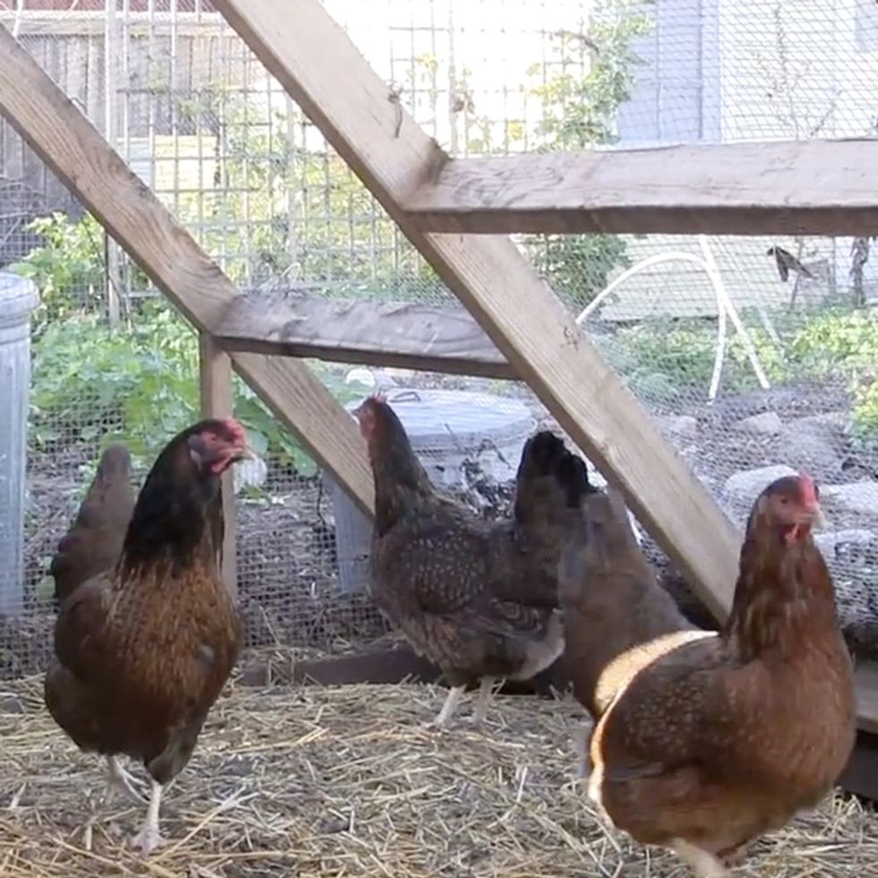 See How One Couple Squeezes An Entire Farm Onto Their Small Los Angeles Property