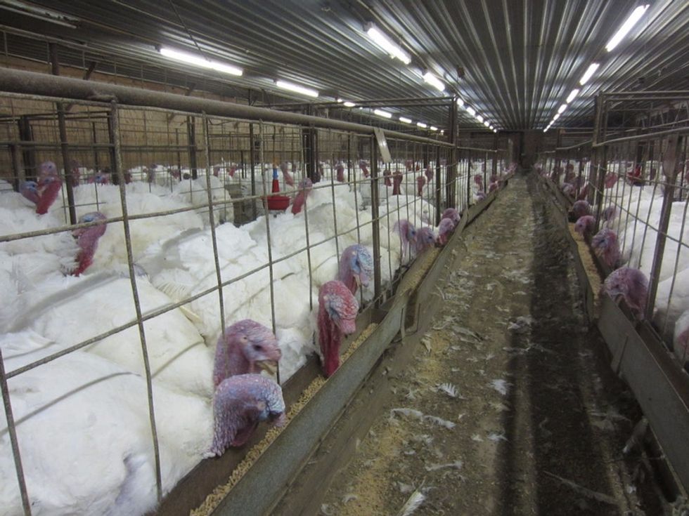 Judge abolishes Idaho law that made it illegal to expose factory farm cruelty.