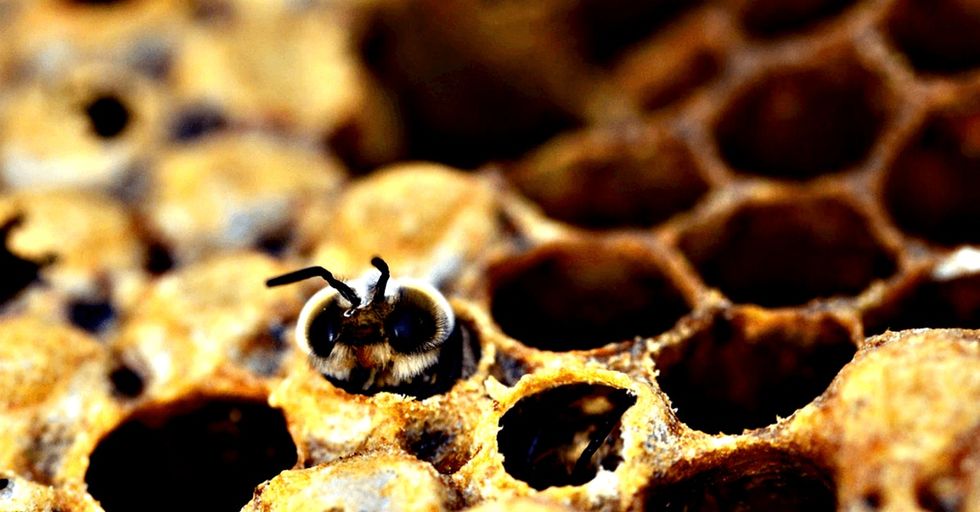 Honey on tap seemed like a good idea, but it could be flawed. Here's why.