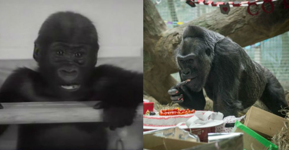 Another year, another epic birthday for Colo, the oldest known gorilla on Earth.