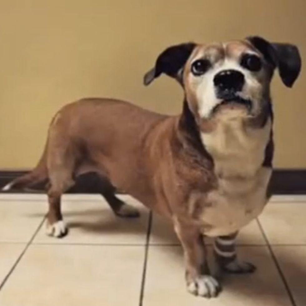 One Country's Plan To Save Unwanted Dogs Is Pure Genius