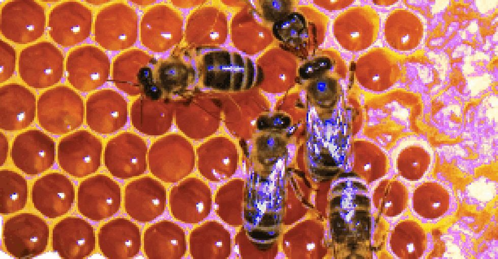We may have figured out what's killing the bees. Are we brave enough to save them?