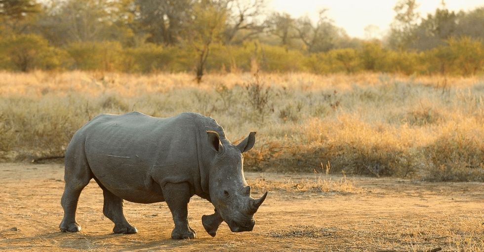 How do you take down a $20 billion black market and save the rhinos with a 3D printer? Like this.