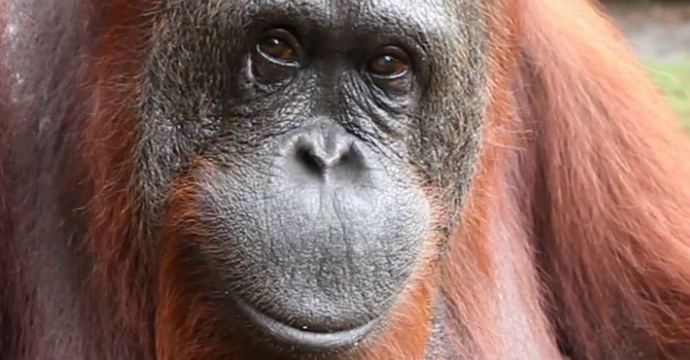 What An Orangutan Says To This Little Girl Is A Message We All Need To Know About