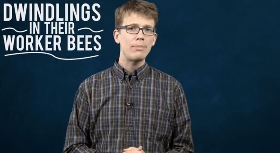 What's Going On With Honeybees Is Kinda Weird. Like, Horror Movie Weird.