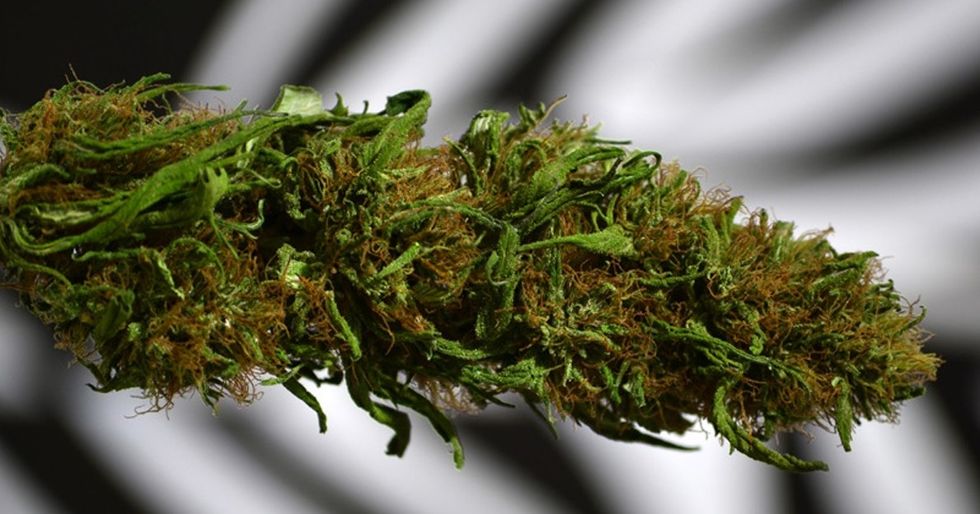 An Elegant And Concise Breakdown Of Why Drug Prohibition Will Never Work