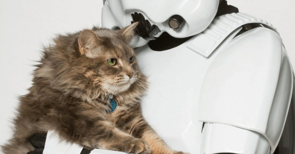 Star Wars characters pose with shelter pets for a unique spin on a classic photo shoot.
