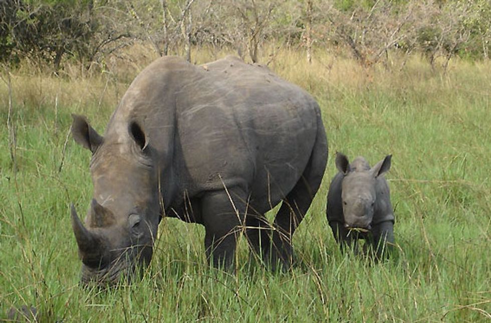A baby rhino named Gertjie was rescued after poachers killed his mother. Now, he's thriving.