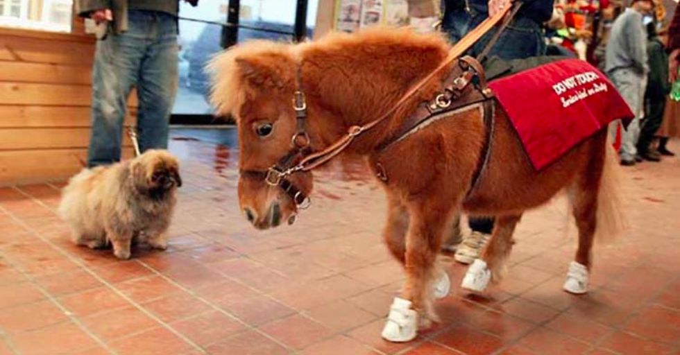 Miniature horses aren't just cute — they can be used as service animals. Meet the mini horse guide.