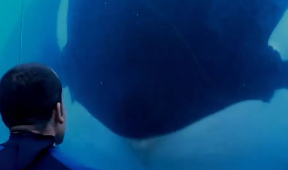 Here are just 3 of the *smaller* lies SeaWorld makes its employees tell its guests.