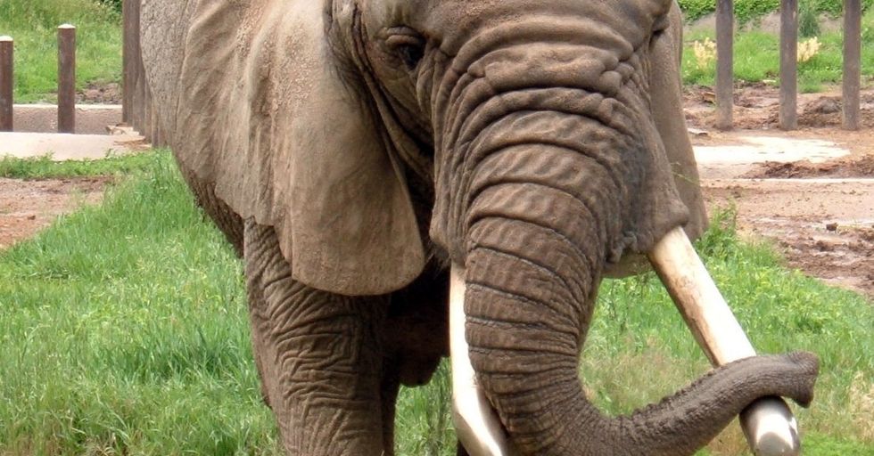 Who Wants To Learn Some Eye-Opening And Disturbing Things About Elephants?