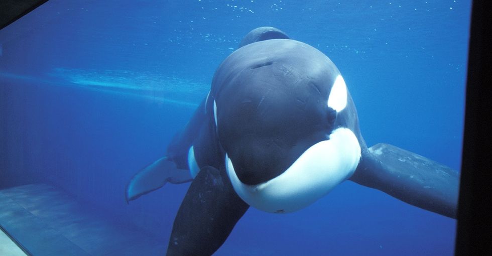 Here's A Scary Clip Illustrating How Amazingly Smart Orcas Are And How Utterly Ruthless SeaWorld Was
