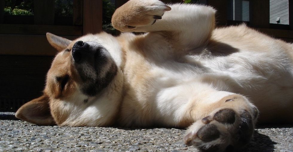 New research shows hugs may give dogs anxiety. 10 things to try instead.