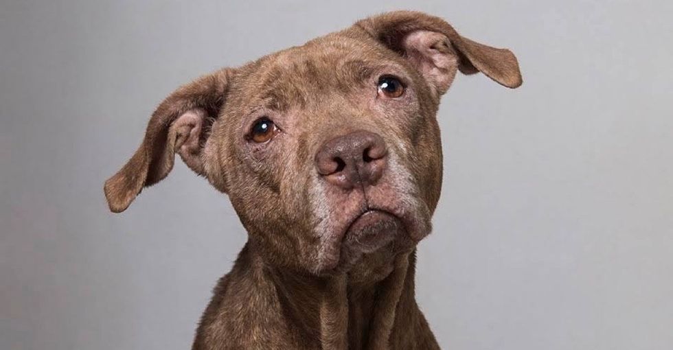7 adorable dogs that'll convince you to adopt a senior pet.