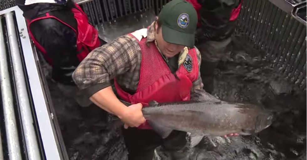 These fish are shooting out of a 'cannon' to keep their population alive. (Yes, really.)