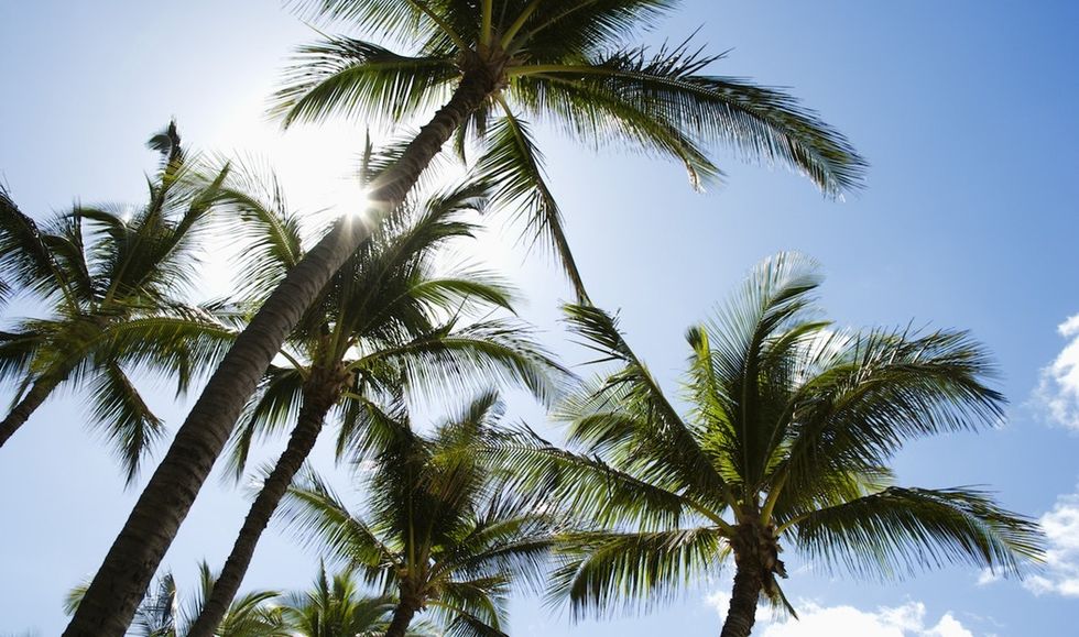 The Murderer Was ... People ... With The Palm Tree ... In The Rain Forest