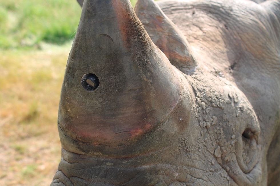 Rhinos are becoming their own security systems with technology to scare away poachers.