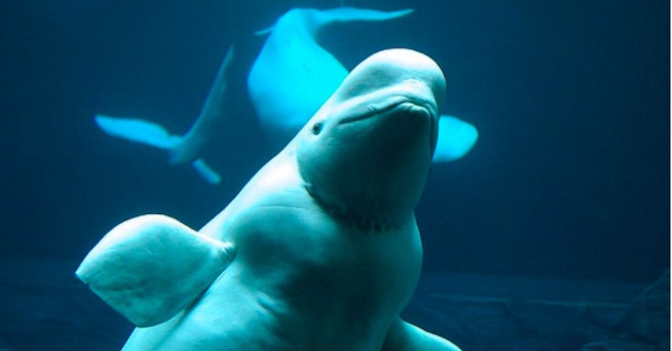 A Navy diver thought he heard someone talking to him underwater. Turns out it was a beluga whale.