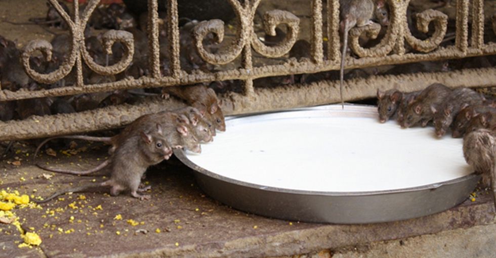 Here's One Of The Best Reasons Not To Hate Rats I've Ever Seen