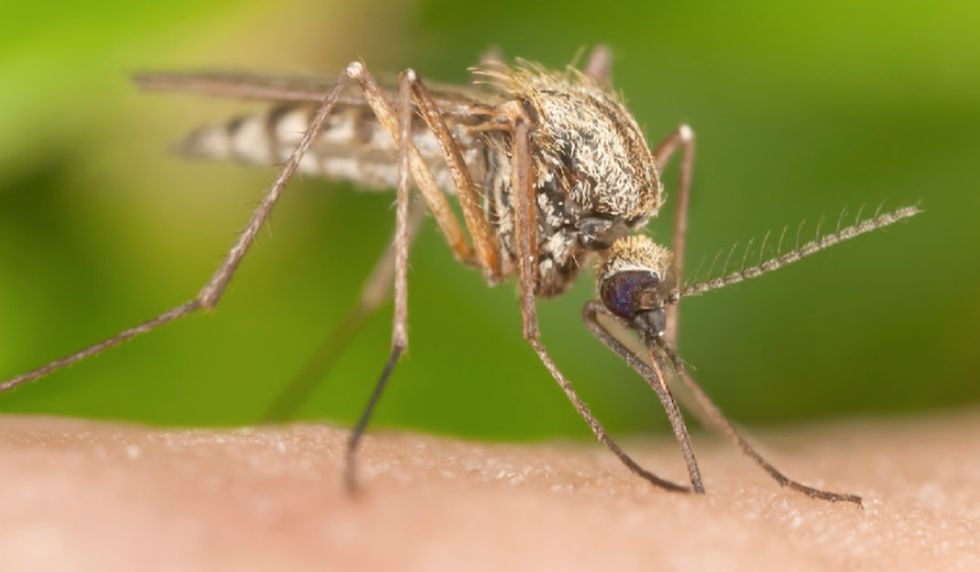 The More I Learn About Mosquitoes, The More I Hate Them
