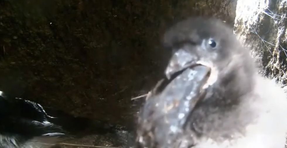 An Adorable Live Cam Of A Baby Bird Went Horribly Wrong, And It’s All Our Fault