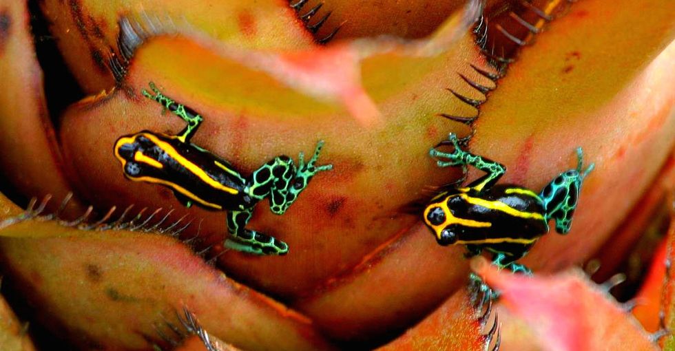 It's Twice The Size Of Alaska And Might Hold The Cure For Cancer. So Why Are We Destroying It?