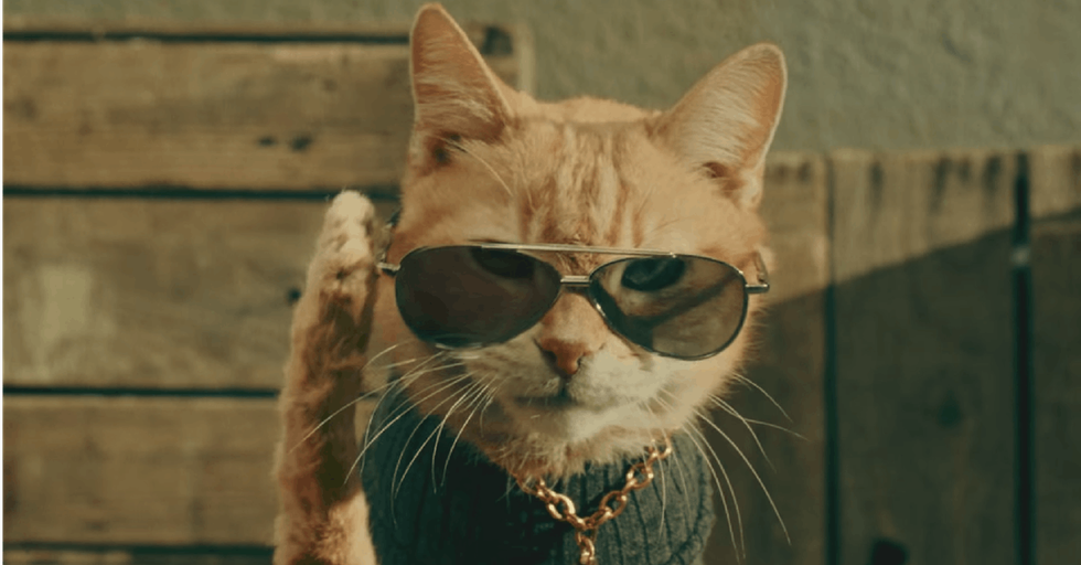 What’s The Difference Between 2 Cats And Too Many Cats? Upworthy