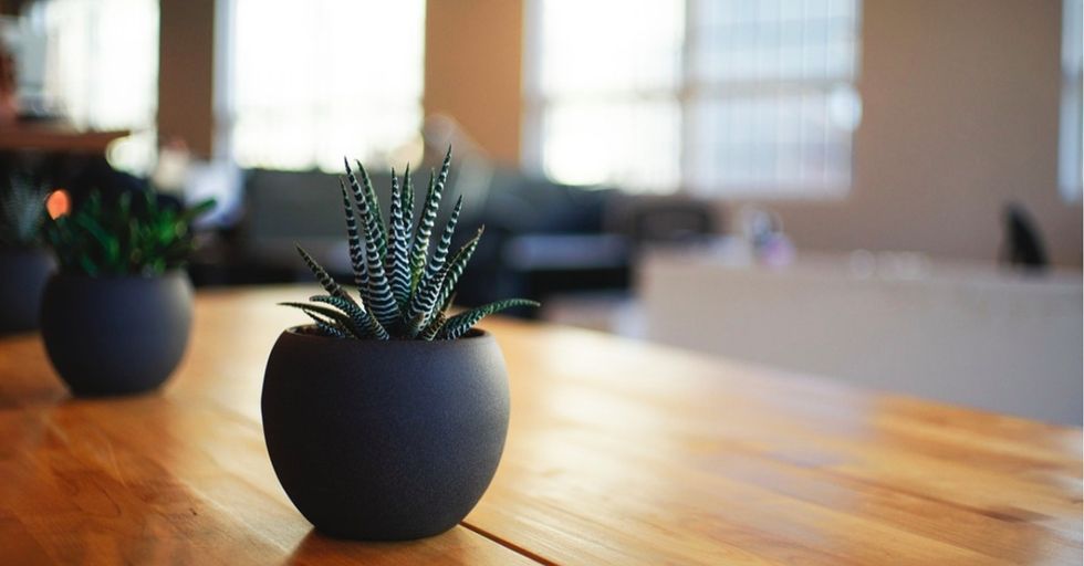 Some people talk to their plants. These plants talk to each other.