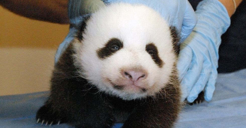5 adorable panda photos to get you excited for Hong Kong's first baby panda