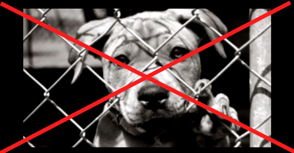 When Their Sad Ads Stopped Working, One Animal Shelter Tried Out A New Idea. It Saved 5,000 Dogs.