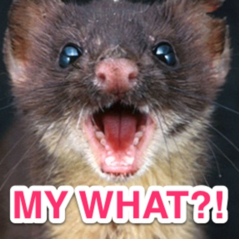 Give Me Birth Control Or Give Me Weasel Testicles