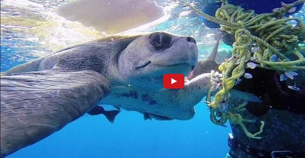 A Sea Turtle Is Rescued By A Diver, Then Says 'Thank You'