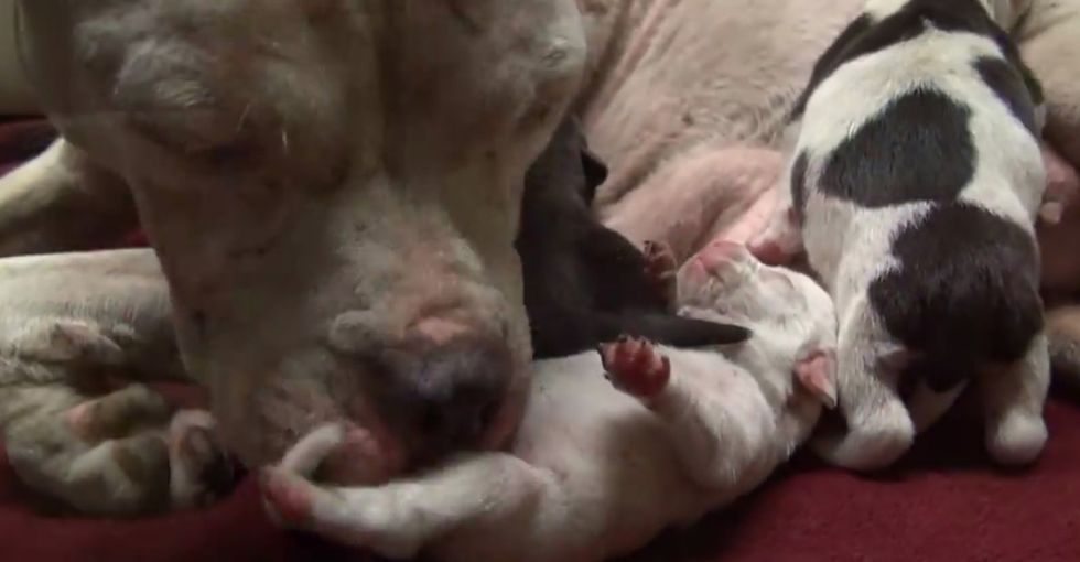 A Pitbull Hid Her Newborns Behind A Tree, And The Whole Neighborhood Helped In The Rescue