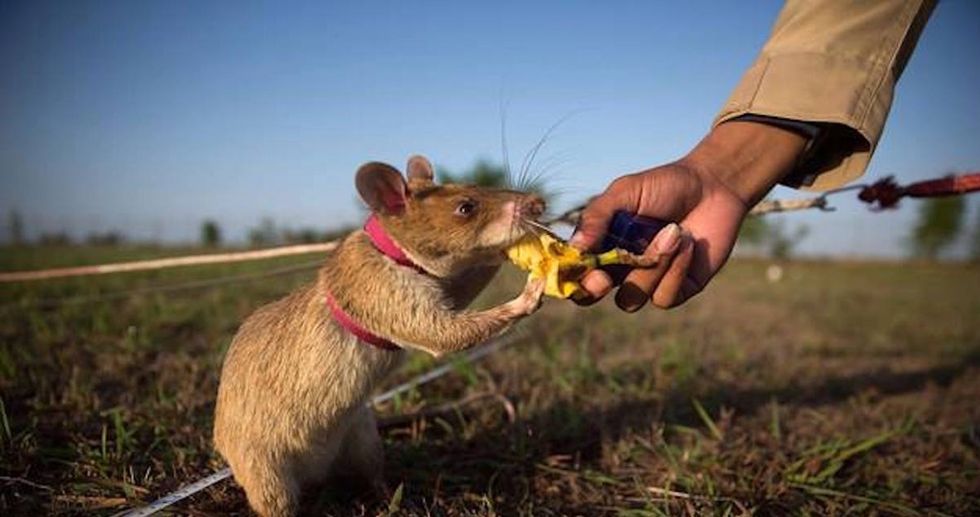 These heroic rodents are showing the world why we need to rethink how we feel about rats.
