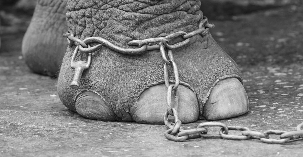 Please stop going to the circus. It’s an awful place, and this graphic proves it.