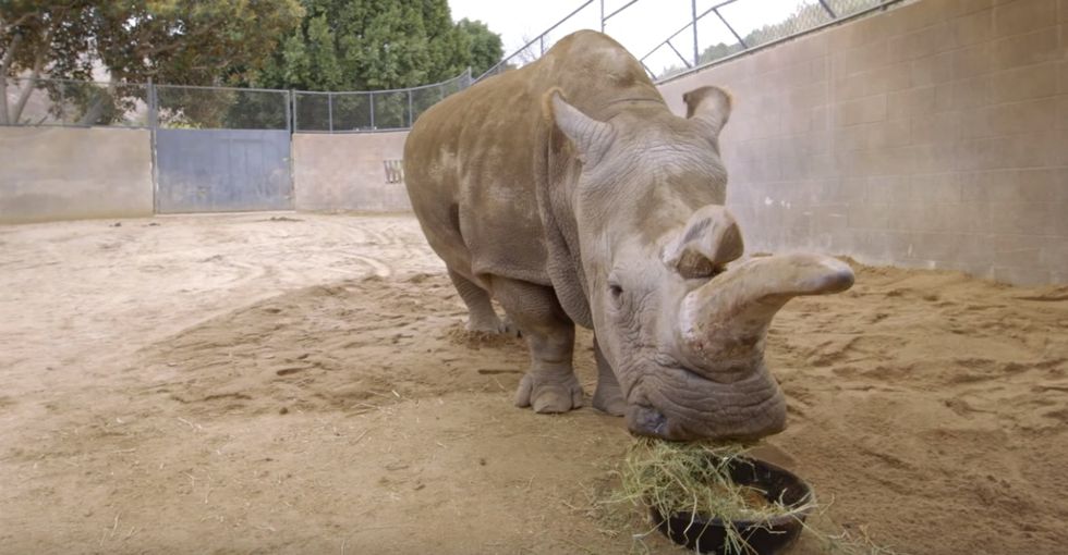 A rare rhino's death means there's just 3 left on Earth — but there's hope.