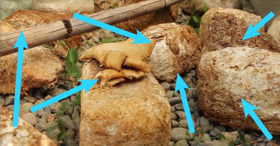 You May Find These Things Gross, But Wait 'Til You See What They Can Do