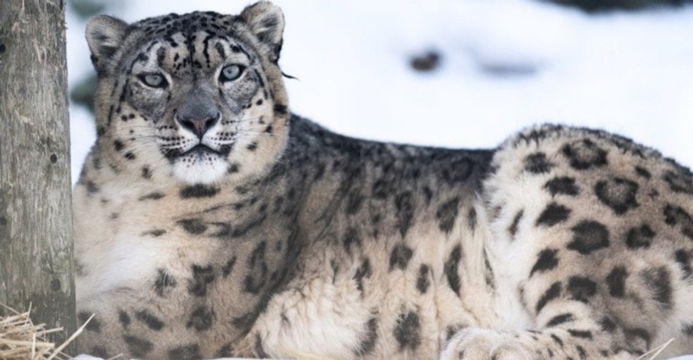 5 incredible facts about snow leopards, plus 1 fact humans can no