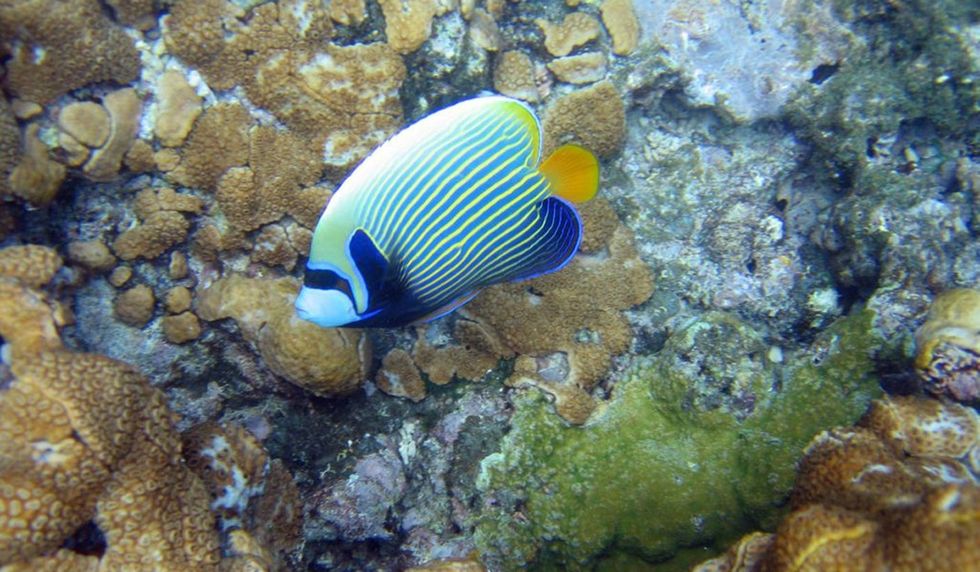 Feeling bad about your debt? Seychelles just used theirs to save the ocean.