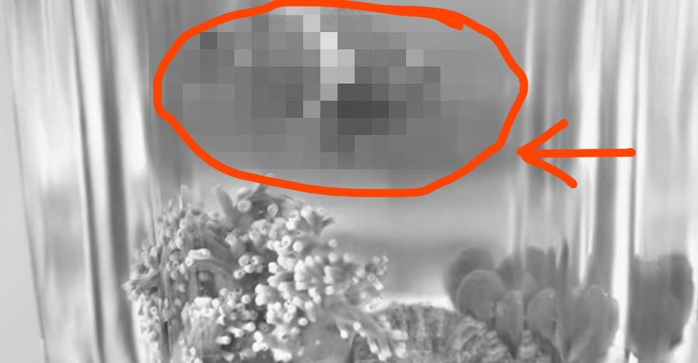A video that's not safe for children but has no sex, violence, or bad words.