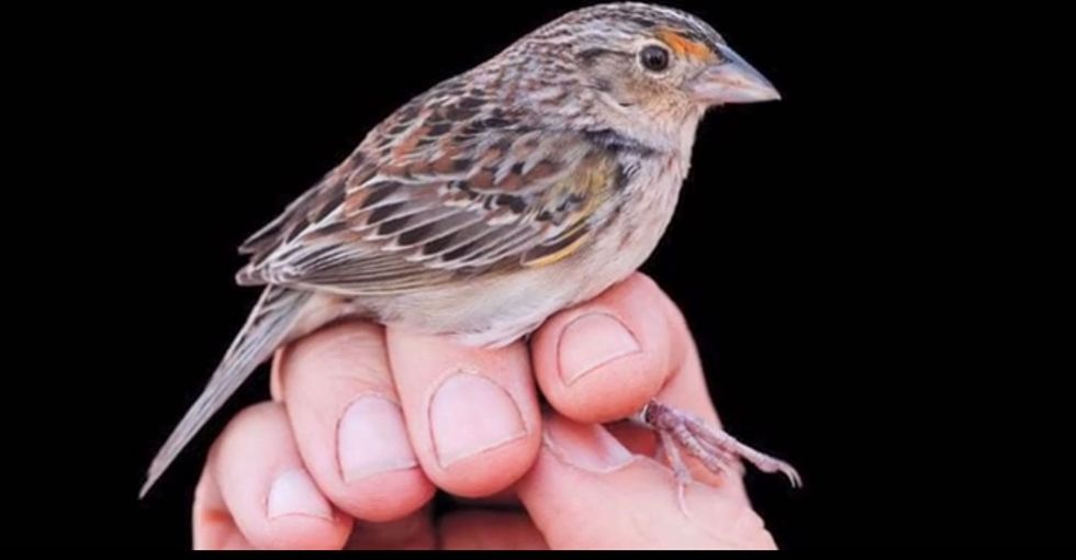 These super-rare animals are getting one last photo shoot. And they look gorgeous.