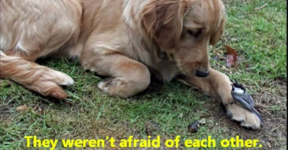 If He Gets Just A Few People To Watch Some Impossibly Cute Pets, Something Great's Gonna Happen